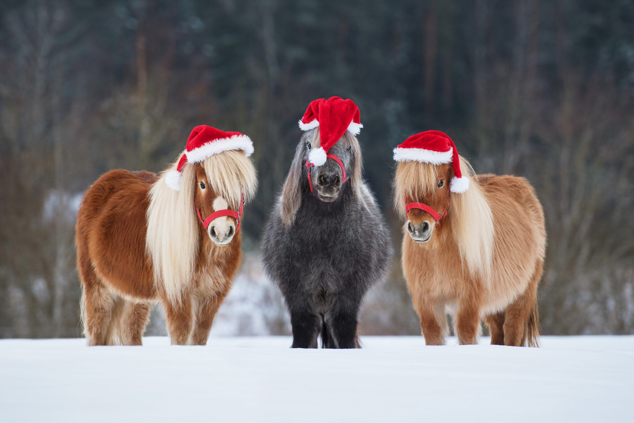 Snowbar Express - Christmas Unwrapped!