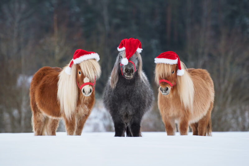 Snowbar Express - Christmas Unwrapped!